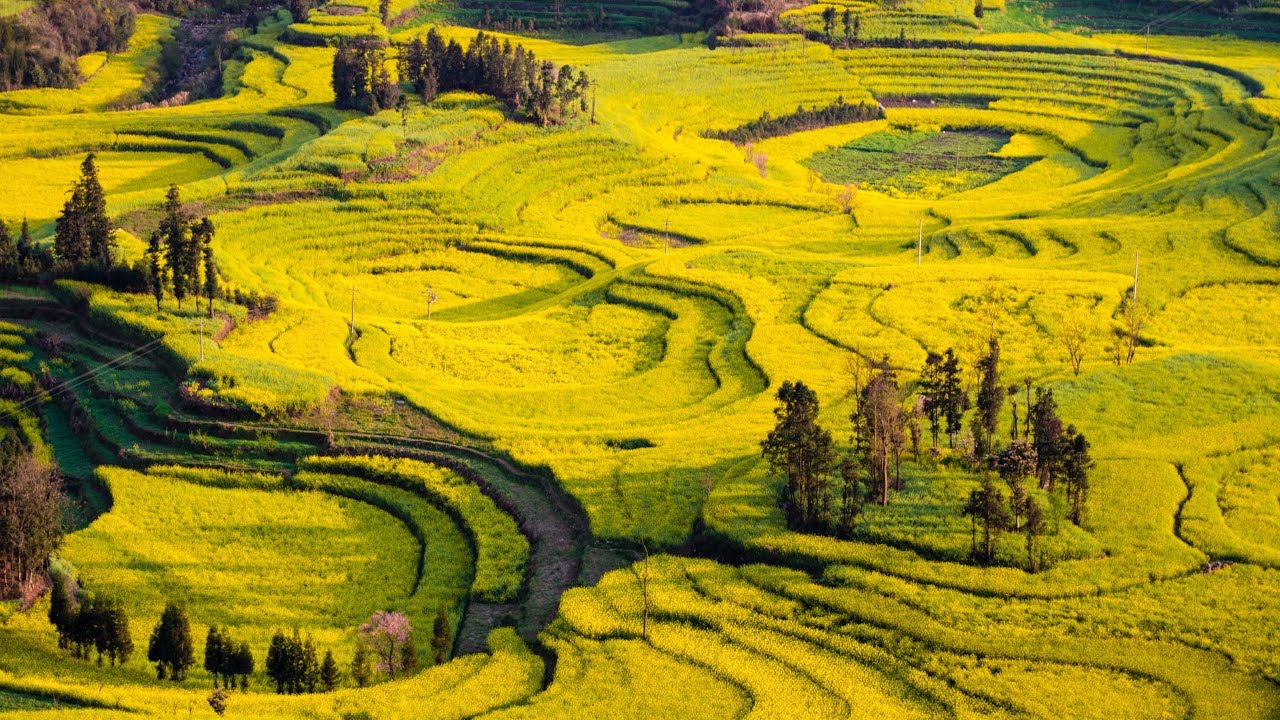 These are China’s 'fields of gold'