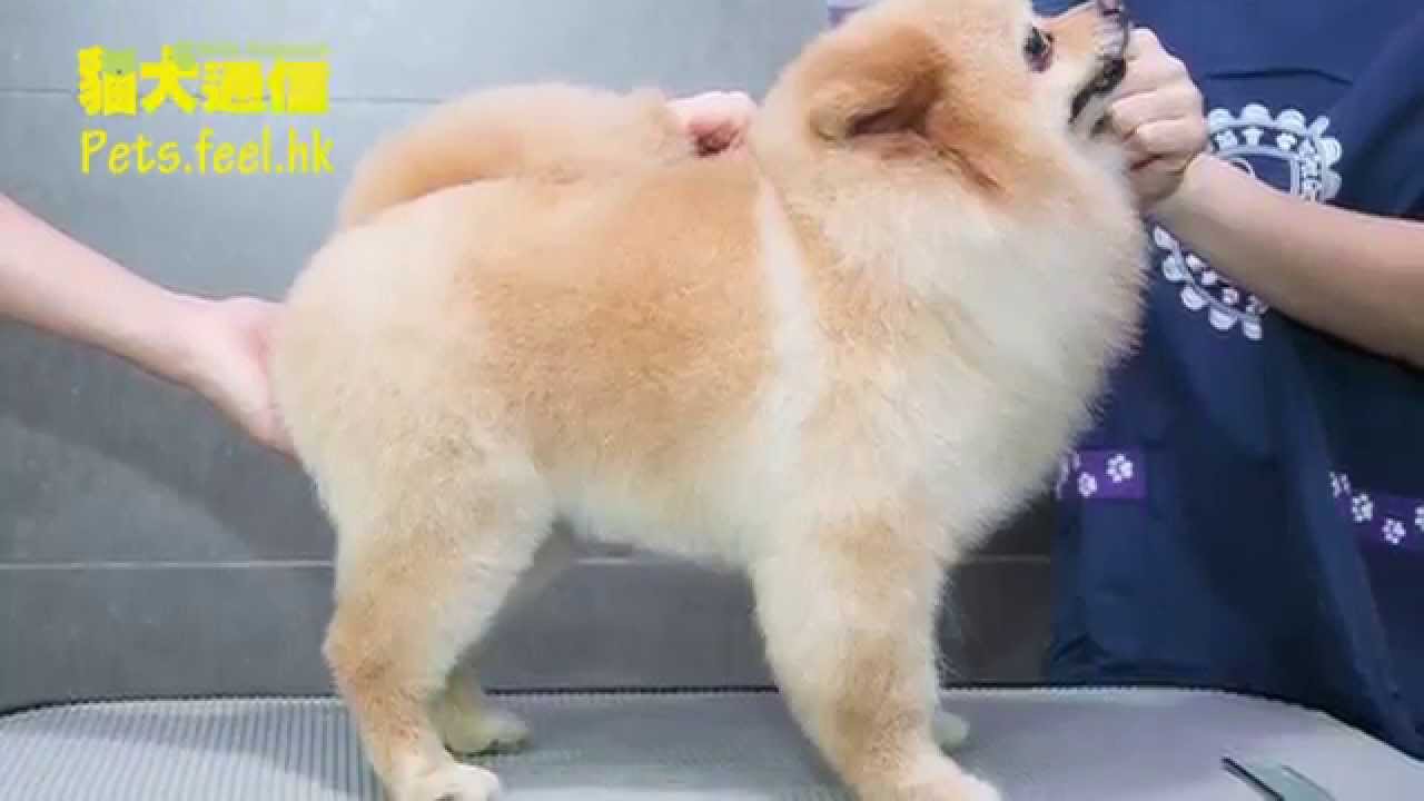 《貓犬通信》松鼠狗比賽造型．standard style