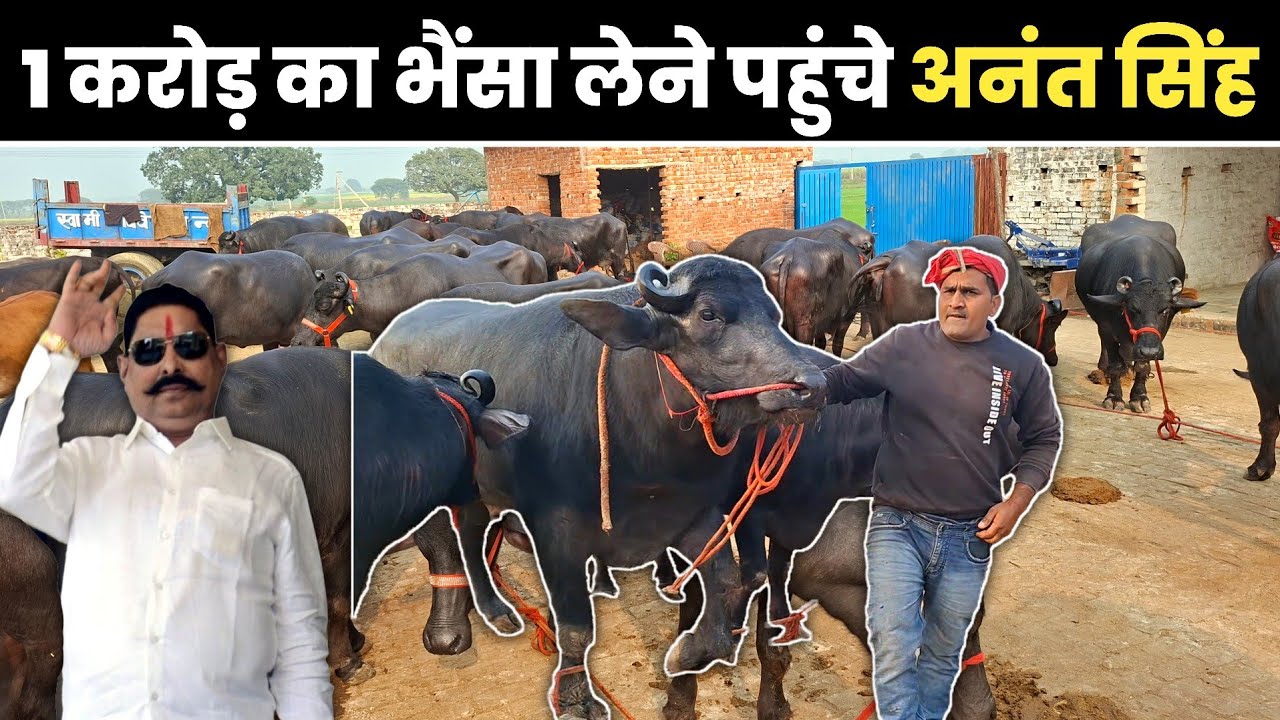 1 करोड़ का भैंसा राजा बुल || Dairy farming in india 