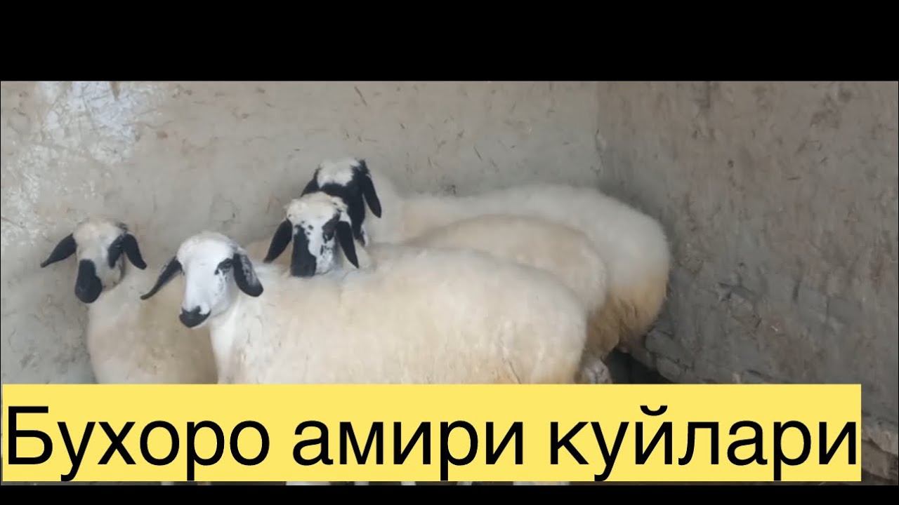Арзончи фермер акамиздан баракали Бухоро амири куйлар сотувда
