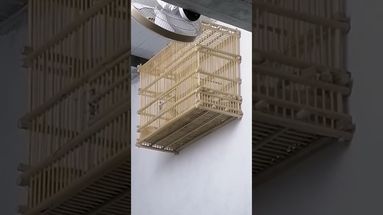 كطعاوي تخريج ( العاصمه ) 