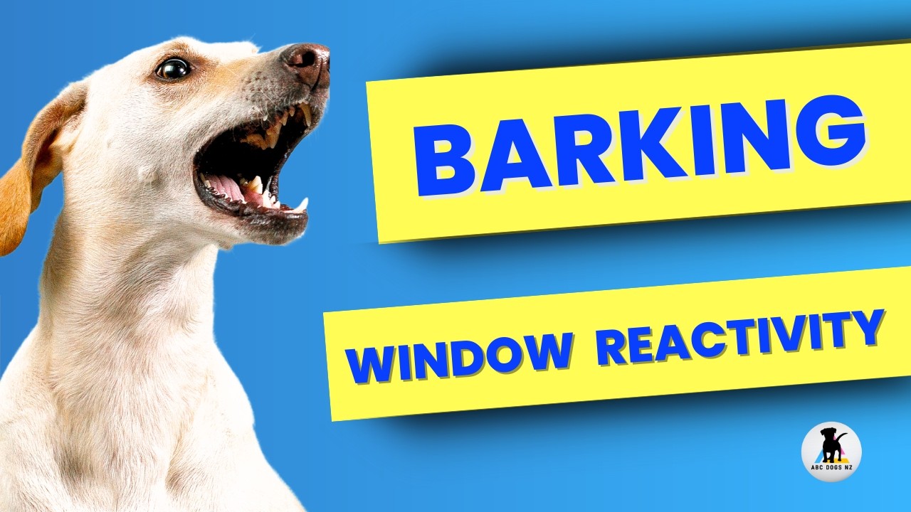 How to STOP the barking🛑Window reactivity.