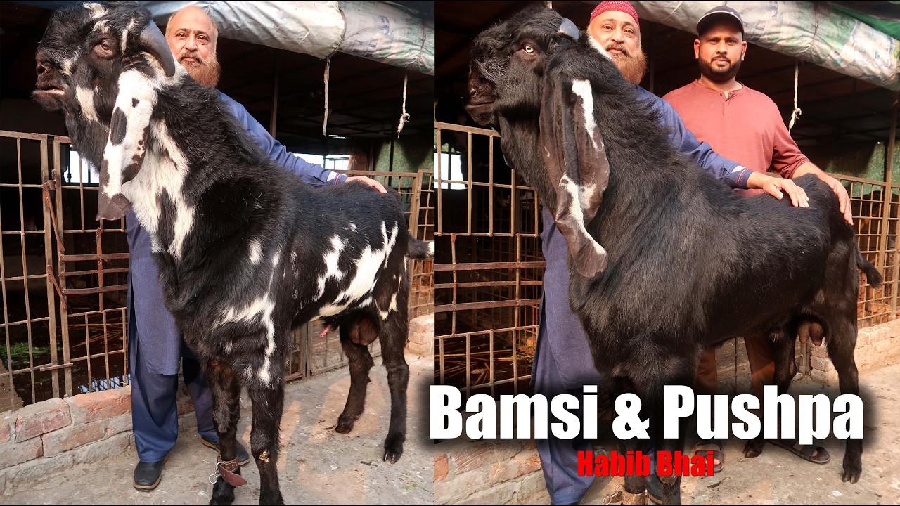 Bamsi & Pushpa Two Giant Breeder Goats Of Habib Bhai Lahore 2026