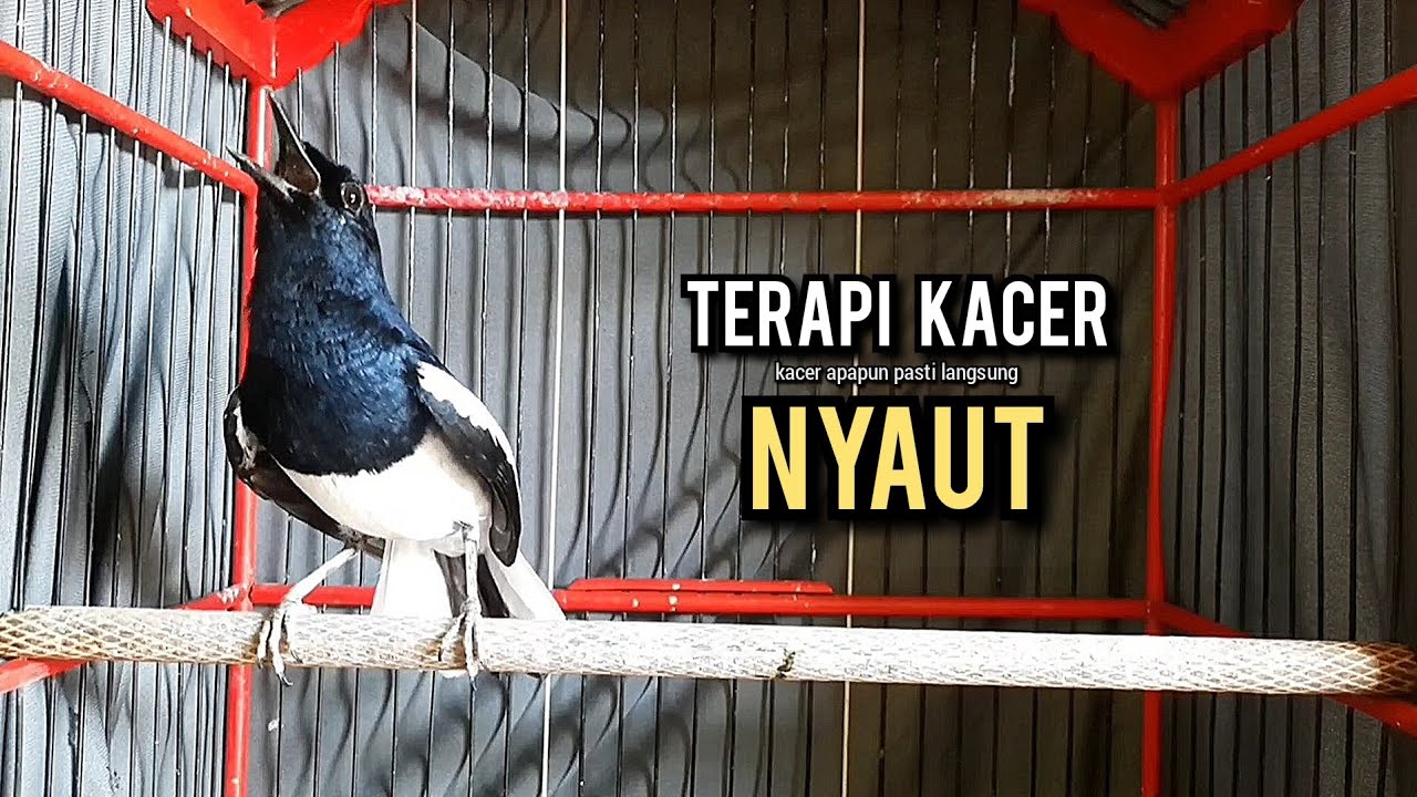kacer gacor NGEPLONG tarung ini paling ampuh buat PANCINGAN KACER agar EMOSI NYAUT