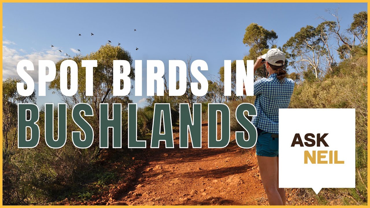 What is the Best Time to Spot Birds in Bushlands | 