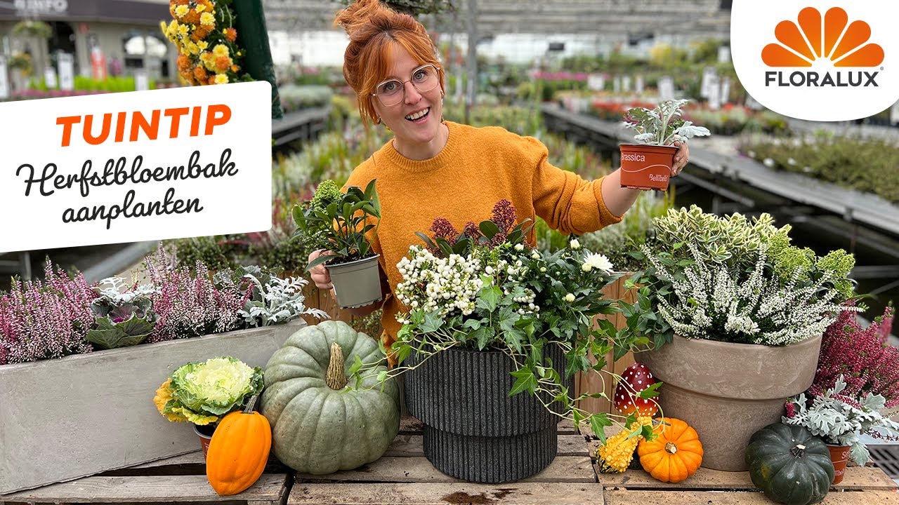 Floralux Tuintip: Een herfstbloembak aanplanten