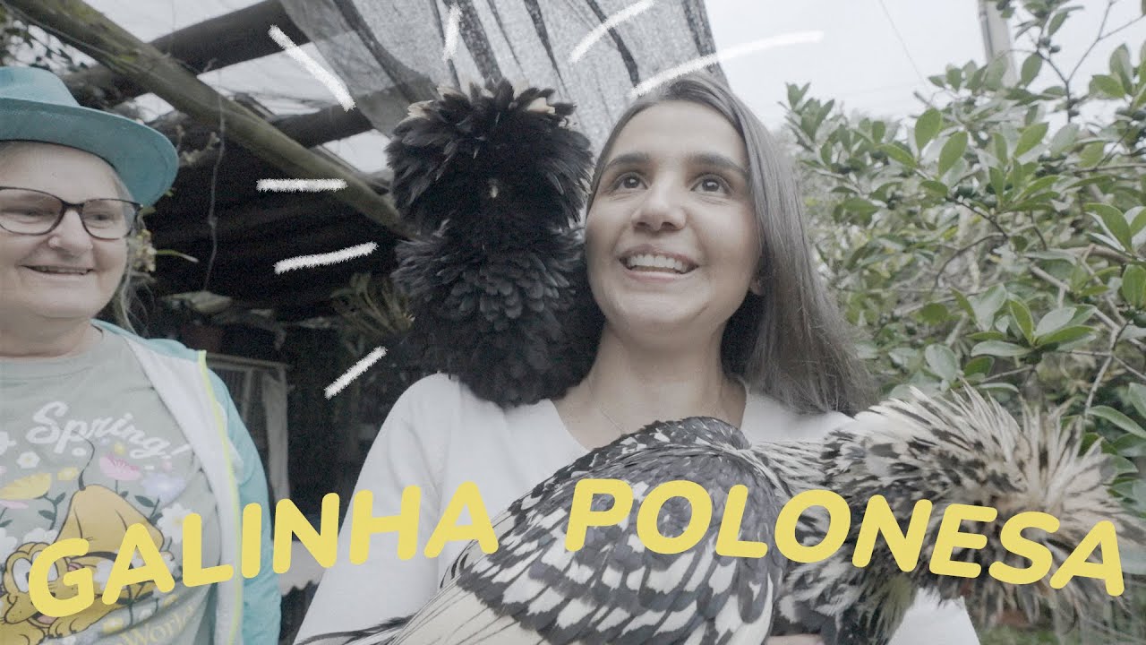 GALINHA POLONESA