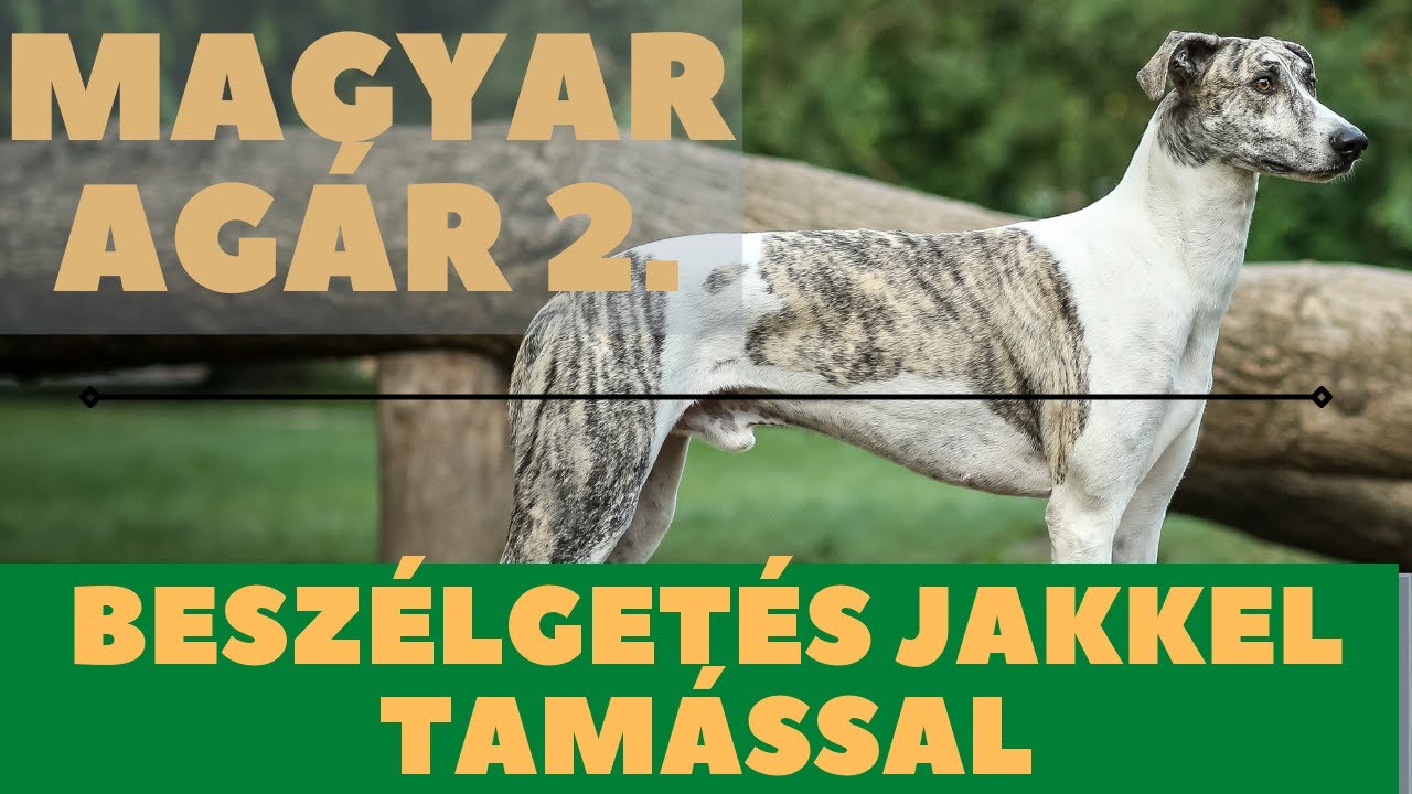 MAGYAR AGÁR (2021) - 2. rész - Beszélgetés Jakkel Tamással!  DogCast TV!