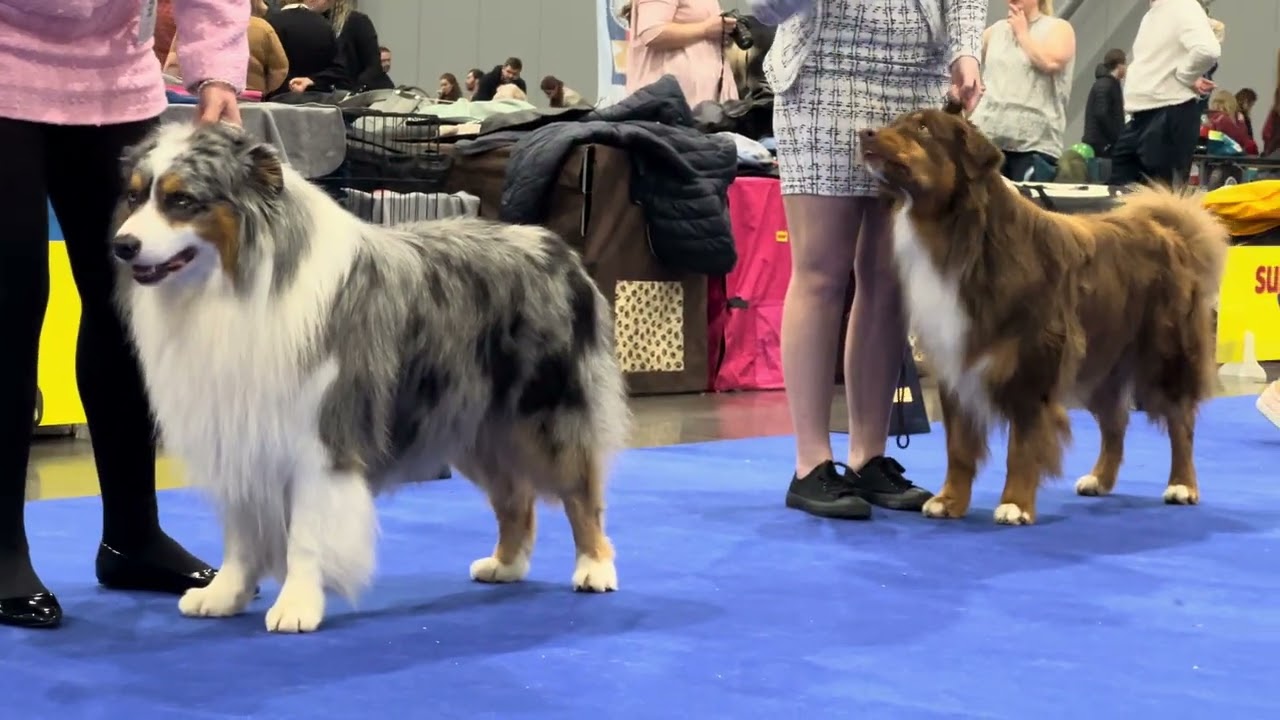 2026 01 24 DUO CACIB Brno, CZ - 87 dogs