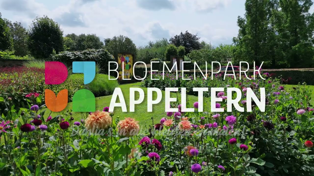 Dahlia's bloeien bij Bloemenpark Appeltern! 😍