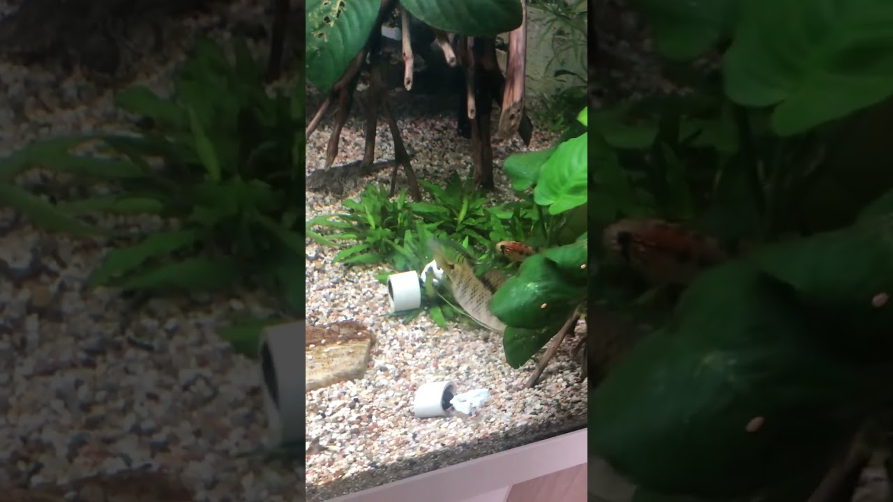 Flaggenbuntbarsch legt Eier ab