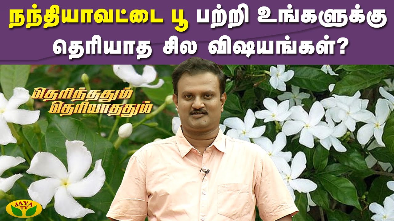 நந்தியாவட்டை பூ பற்றி உங்களுக்கு தெரியாத சில விஷயங்கள்? | Therinthathum Theriyathathum | JayaTv