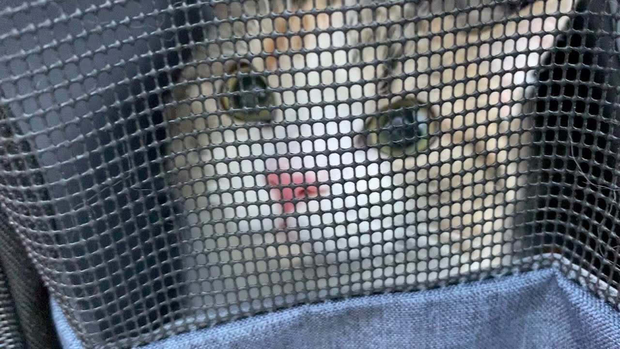 【閲覧注意】初めての肛門絞りをしてもらった猫の反応【ミヌエット】