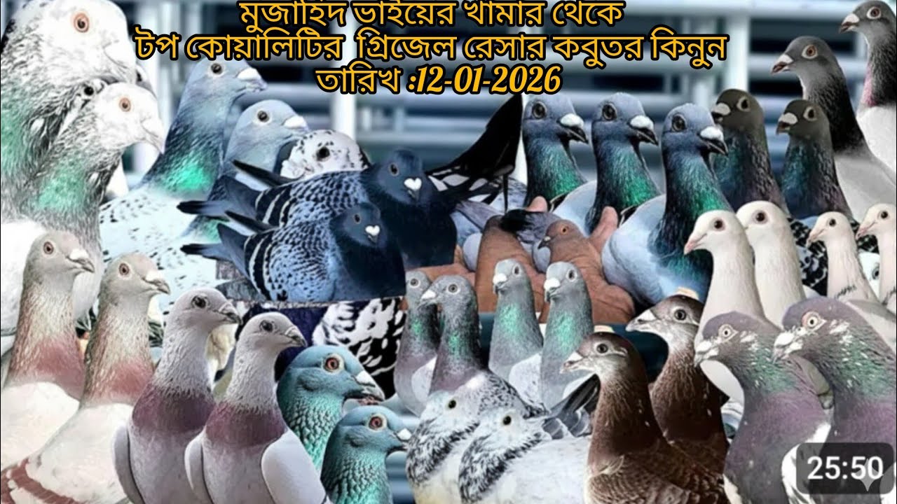 টপ কোয়ালিটির গ্রিজেল রেসার কবুতর কিনুন 
