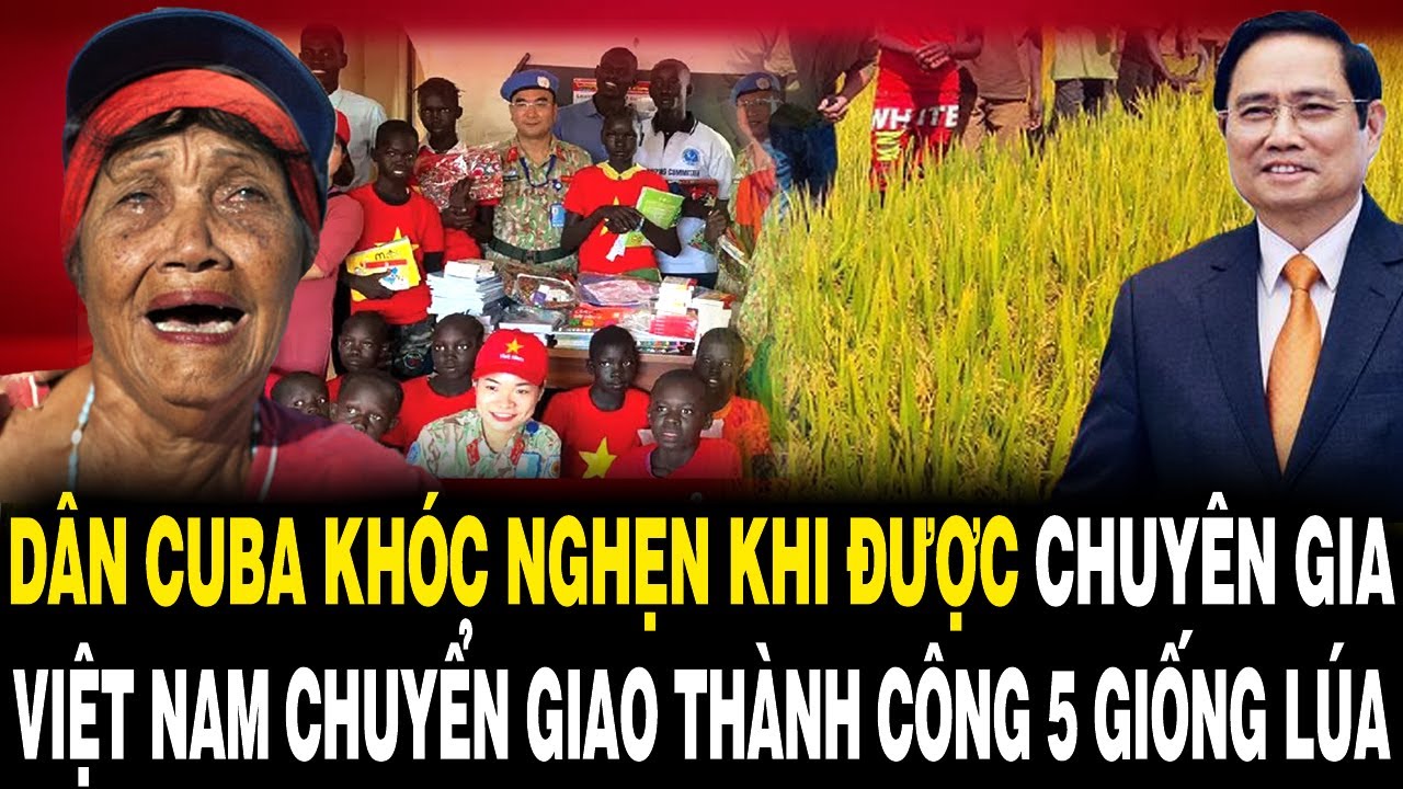 Dân Cuba KHÓC NGHẸN Khi Được Chuyên Gia Việt Nam CHUYỂN GIAO THÀNH CÔNG 5 GIỐNG LÚA