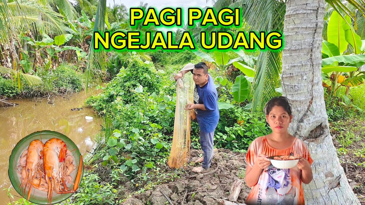 SEBELUM JALA UDANG KITA LIAT PERKEMBANGAN JAGUNG DAN BERI MAKAN UDANG ATAU UMPAN 