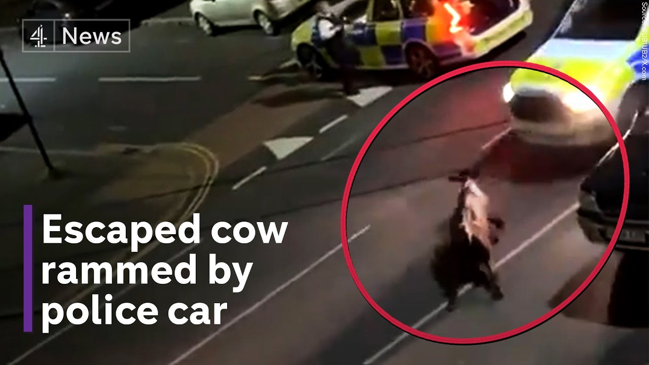 Police vehicle rams escaped cow in Surrey