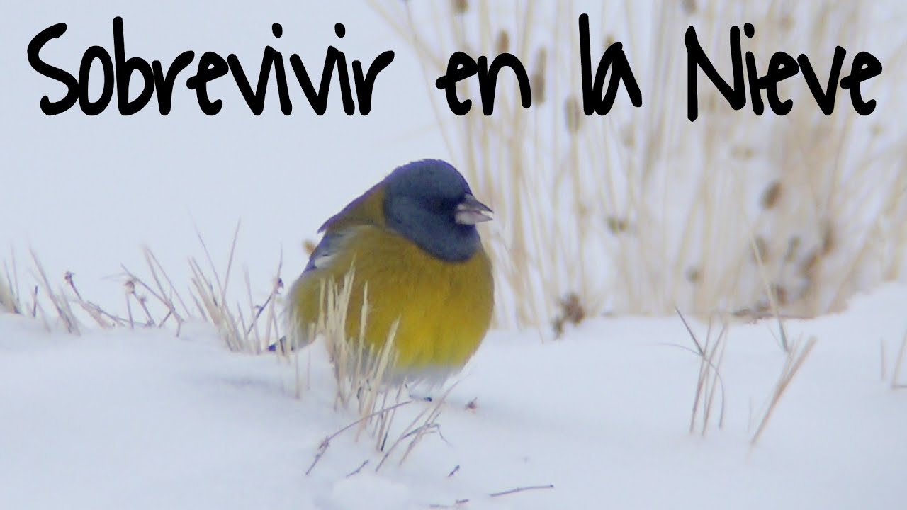 ¿Cómo se comportan las AVES ante el FRÍO y la NIEVE? *  HOW BIRD SURVIVE THE WINTER