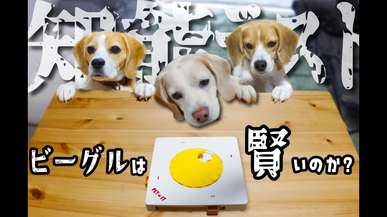 一番賢い犬はビーグルです？【第①回抜き打ち知能テスト】