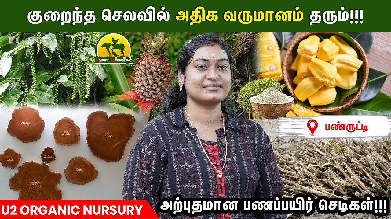 சிறிய முதலீட்டில் பெரிய வருமானம்! இப்போதே நட்டு வைக்க வேண்டிய  காசு குவிக்கும் பயிர்கள்!