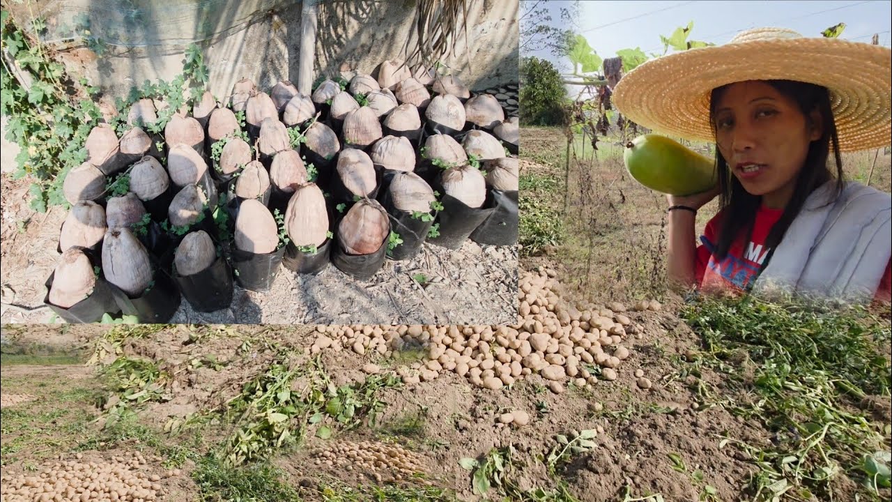 Mala Maal Bahut Sara Sabji Bhejke//Farm Vlog