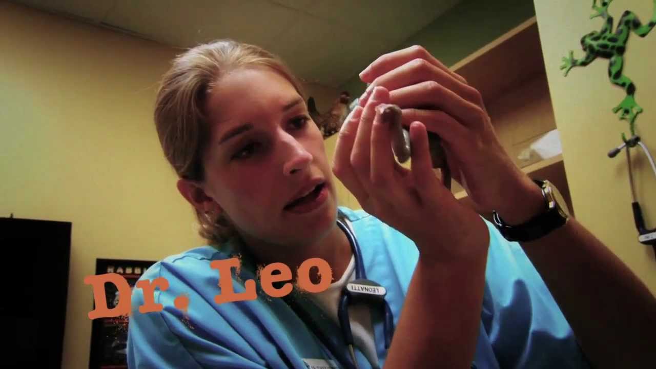 Exotic Pet Vet - Teaser