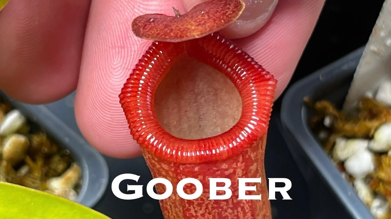 Nepenthes Growtent Tour for March 2025