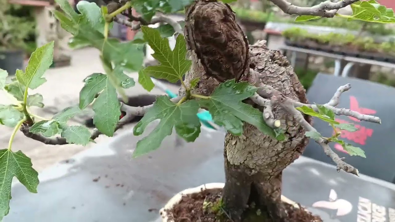 Defoliado y Pinzado selectivo en Bonsai  Higuera centenaria