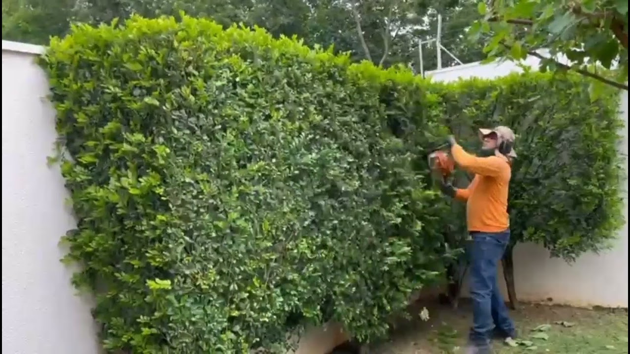 Corte de grama, cerca viva, árvore. Assista até o final. 