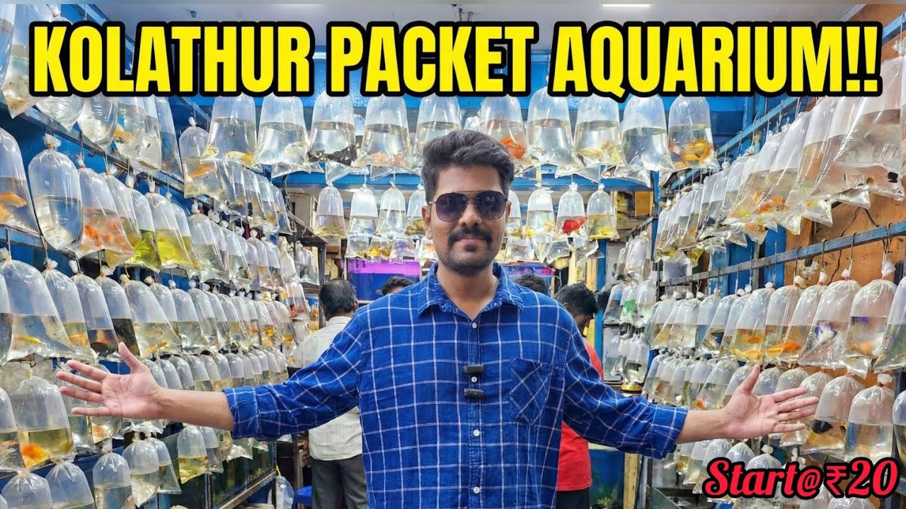 🐠 Kolathur Packet Fish Market Tour 2026 | Starting from ₹1! Cheapest Aquarium Fish in Chennai 