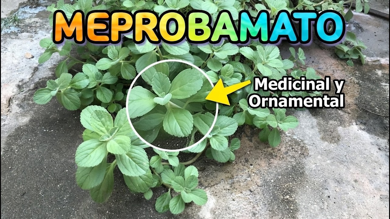 ¿Conoces el SECRETO de esta planta sudafricana? Meprobamato Vegetal #plantas