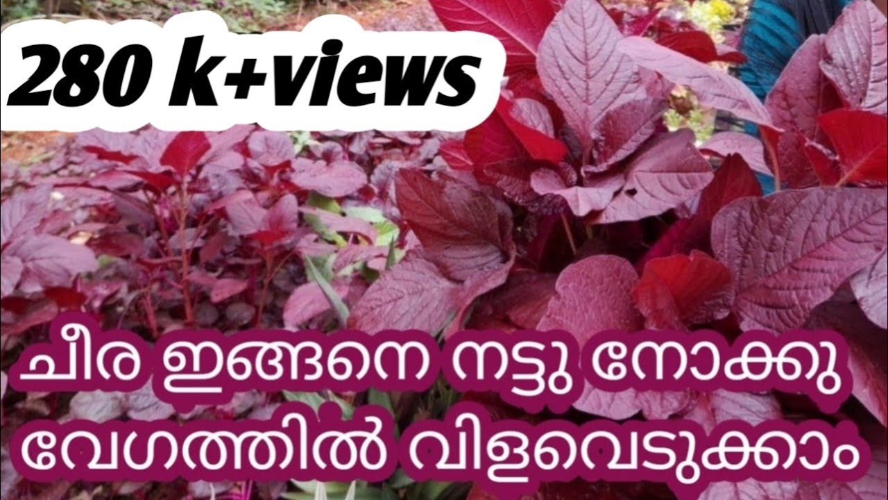 ചീരയുടെ ആരോഗ്യത്തിനും വളർച്ചക്കും ഈ രീതിയിൽ നട്ട് നോക്കൂ | Cheera Krishi | Sinu KG