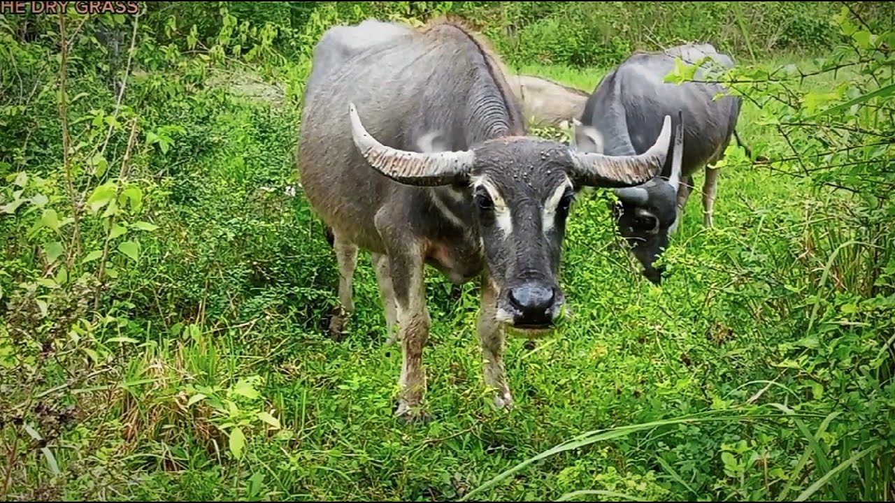 herding tame buffalo every afternoon-amazing buffalo.27