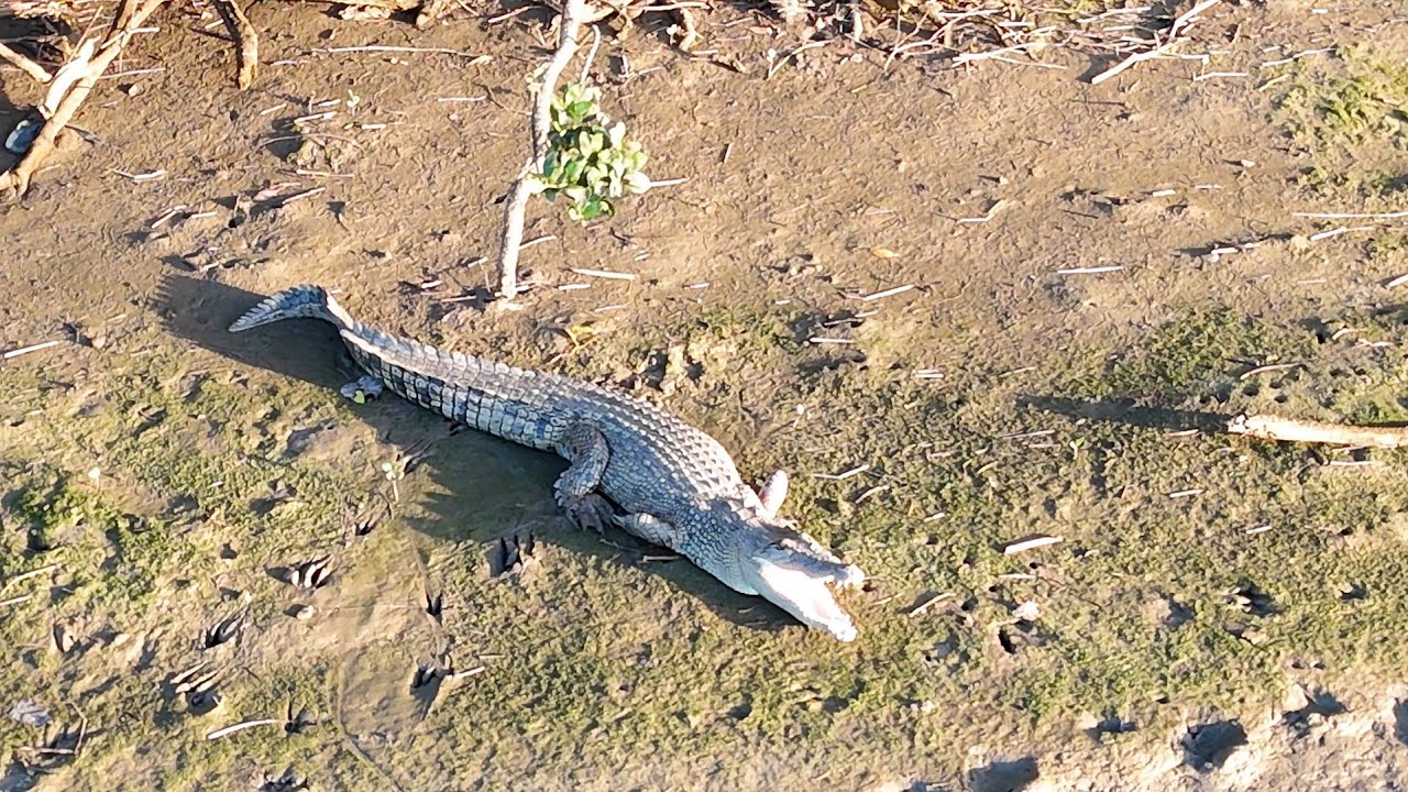 Saltwater Crocodile, Bull Sharks and Sea Mullet. Pioneer River, 5km West of Mackay
