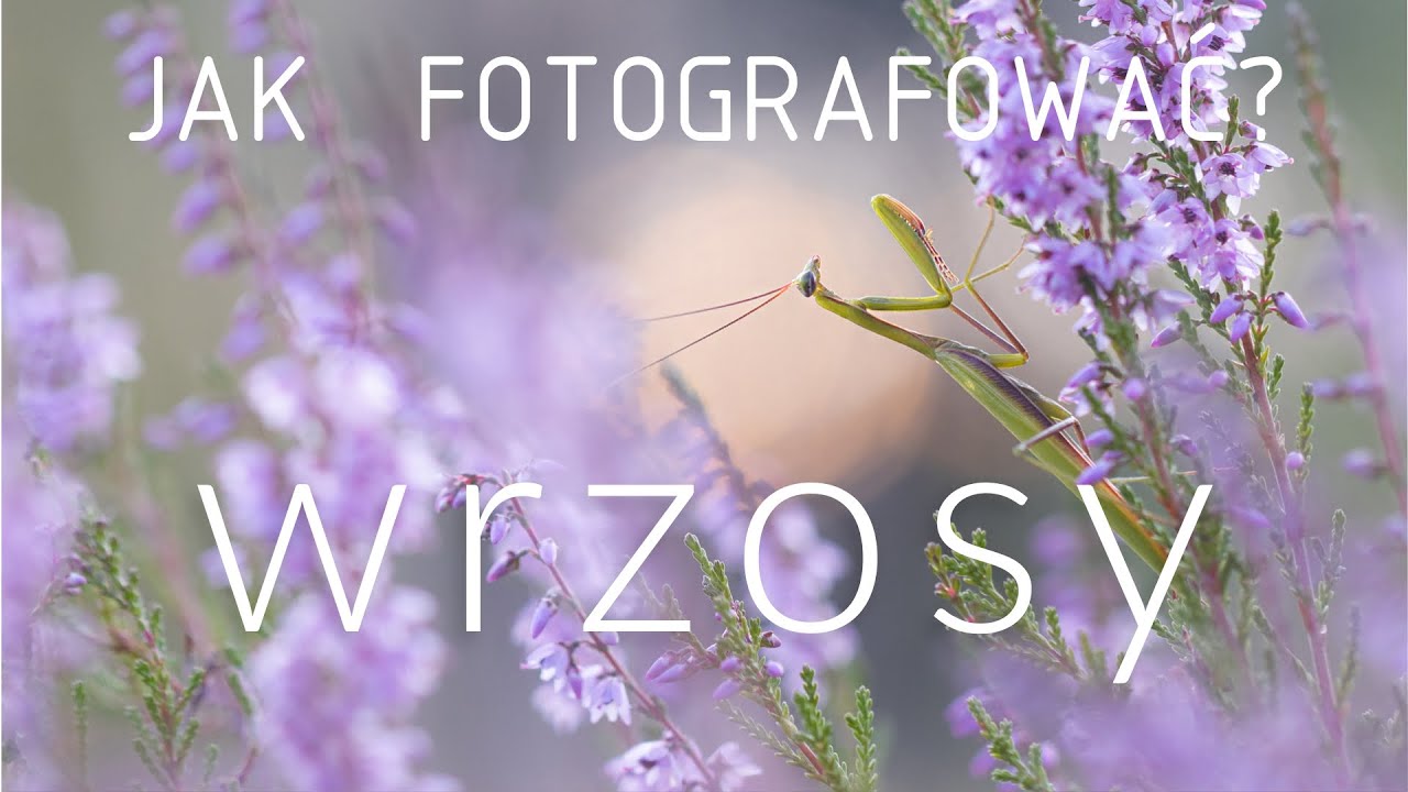 Jak fotografować? #1 WRZOSY // Fotografia makro i close-up - poradnik