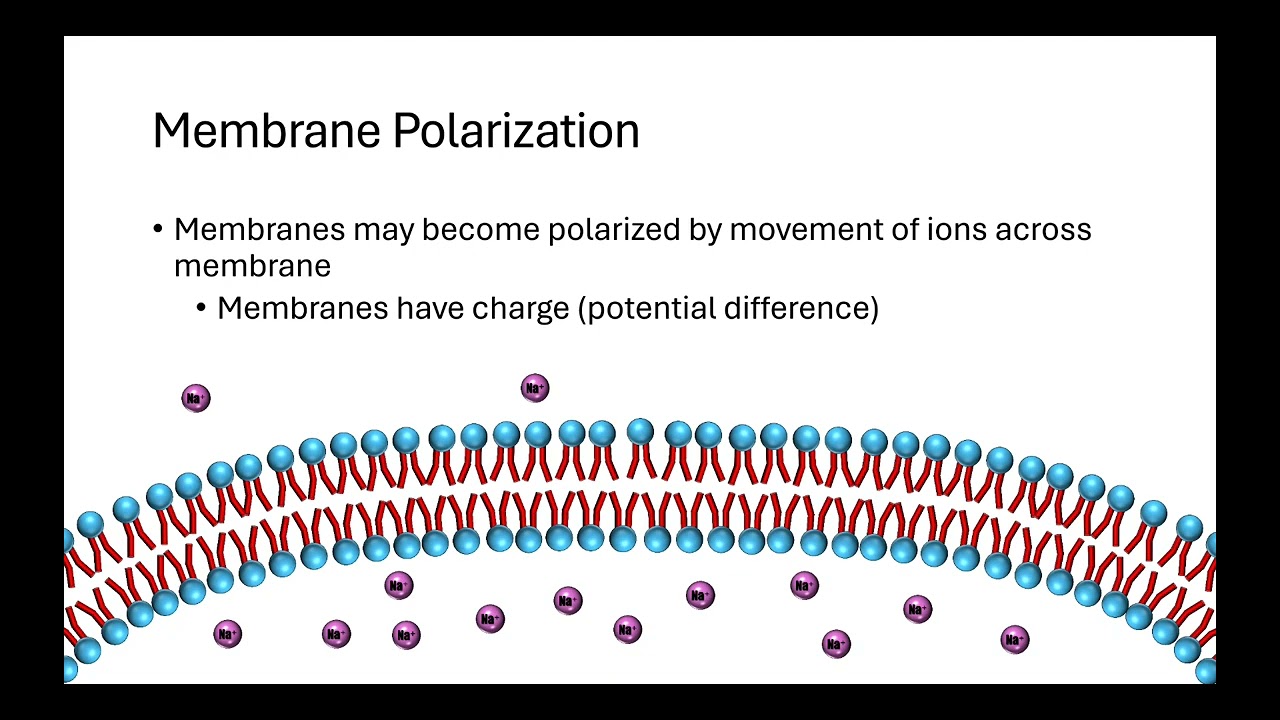 2.6 Facilitated Diffusion