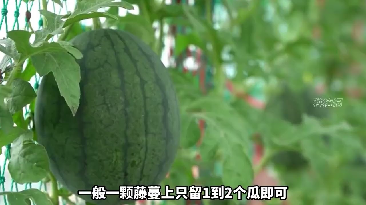如何在家盆栽小西瓜？从种子到成熟的种植过程，一看就会