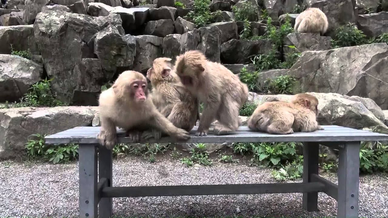 地獄谷野猿公苑20150618
