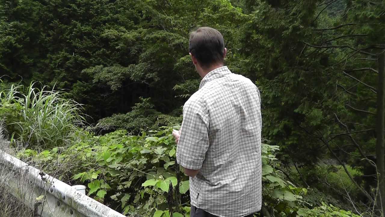 🐝 Hunting Giant Hornets - Real Japan Monsters