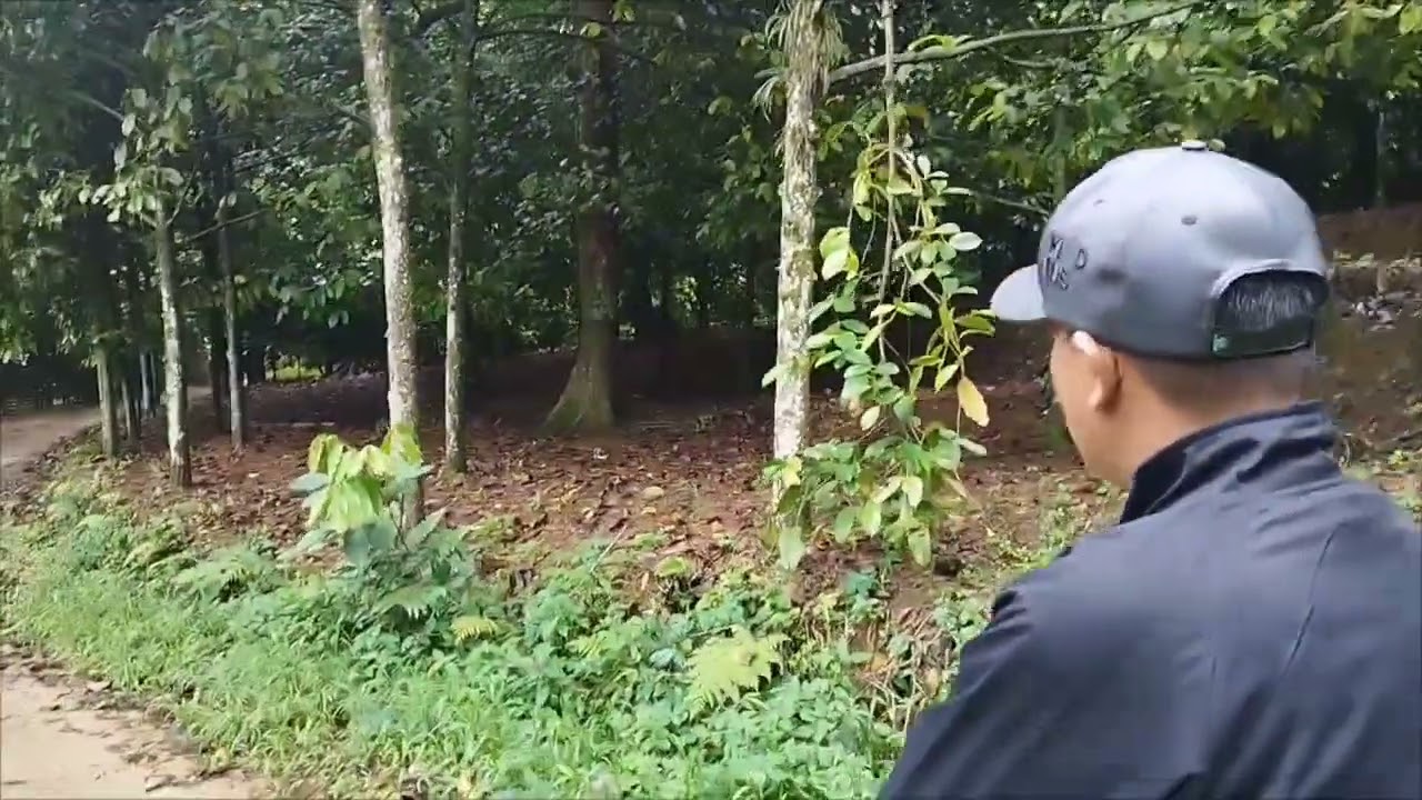 di jual kebun durian ternurah seluas 3000mt²surat seetipikat shm lokasi kec lewiliang bogor barat