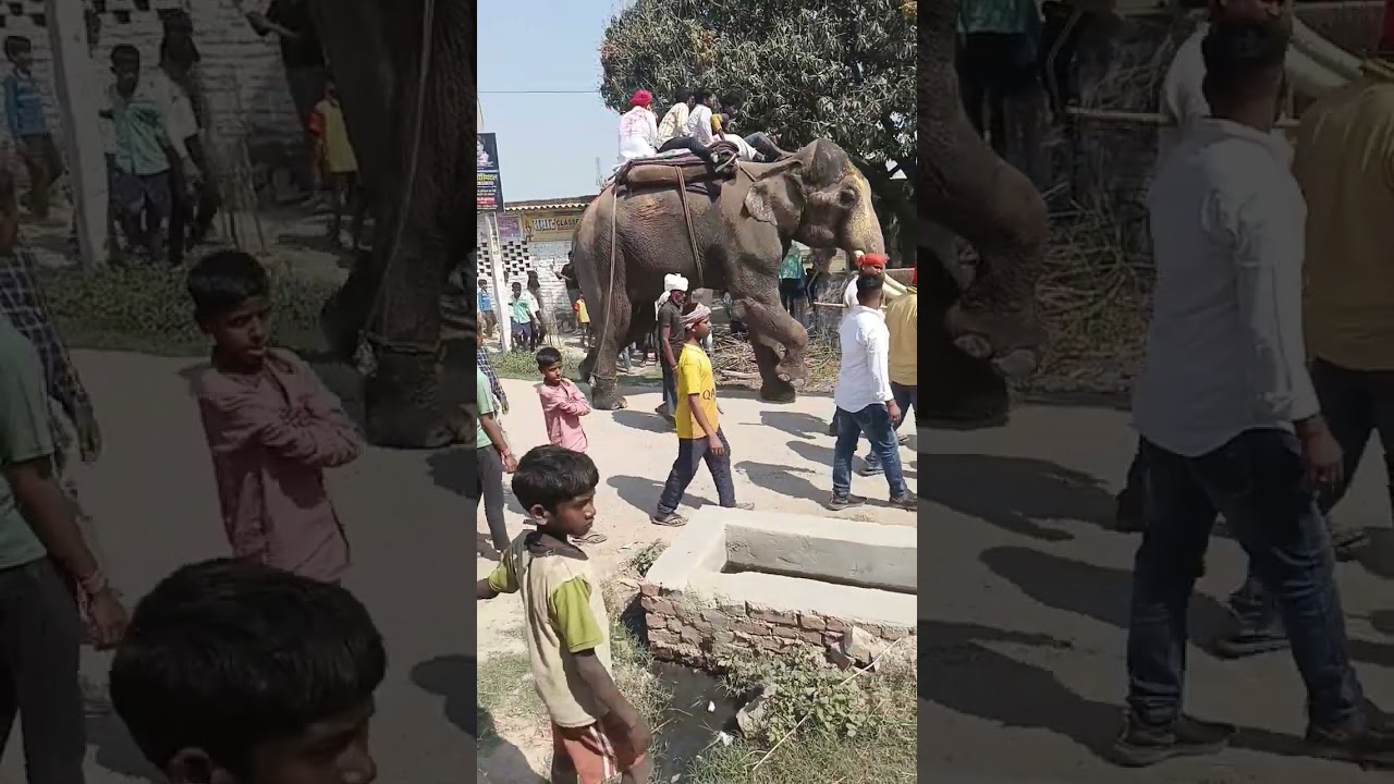 Dildarnagar Mein Budhwa Mangal Hathi Ghoda unt ka juloos nikala hai 