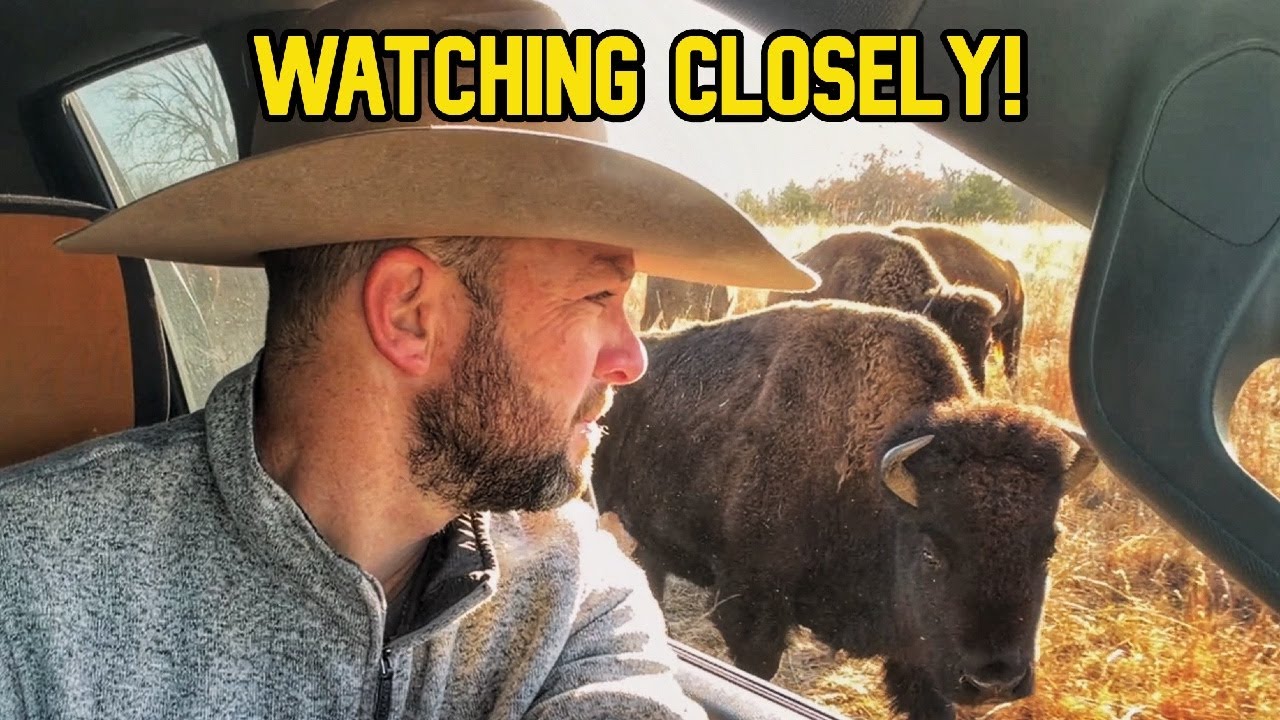 This Is How Problems Start in a Bison Herd!