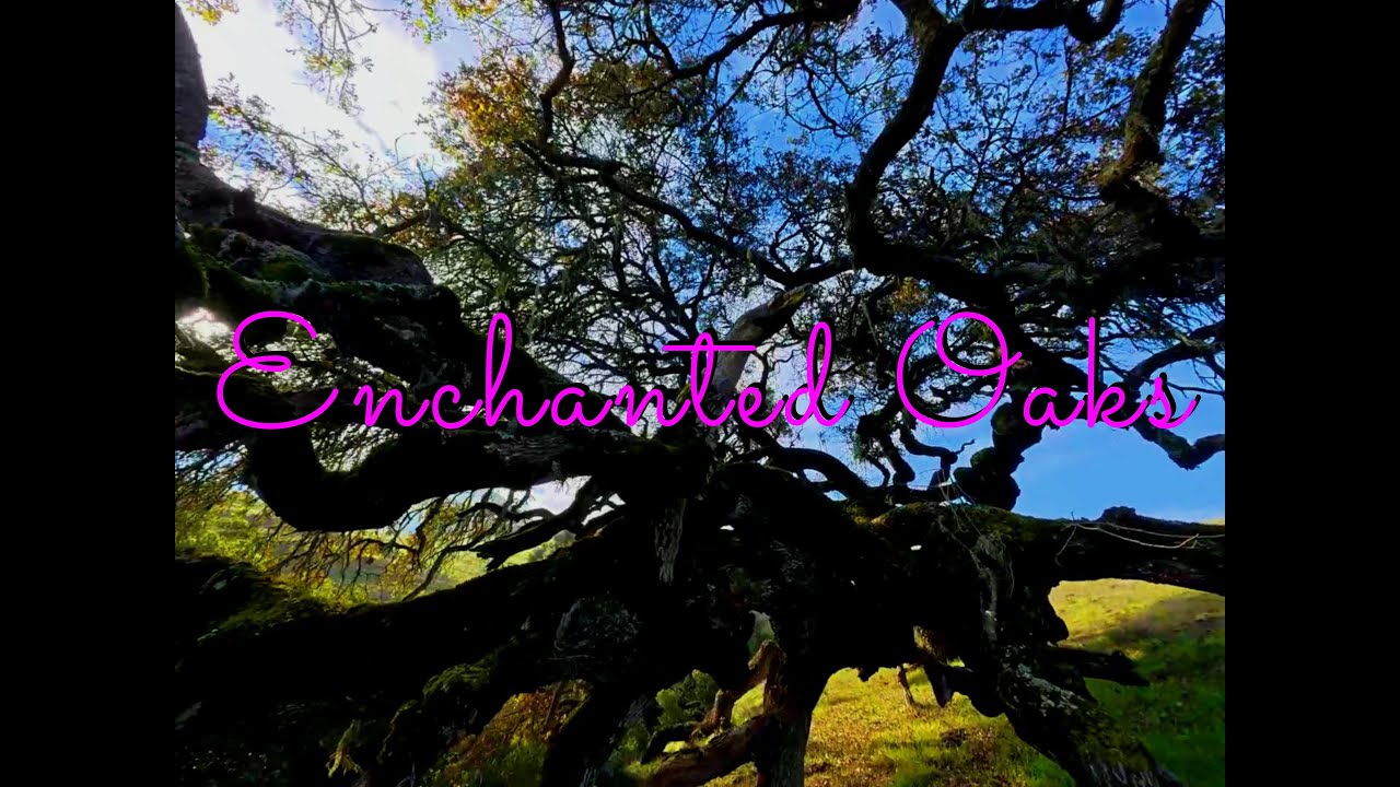 Enchanted Oaks