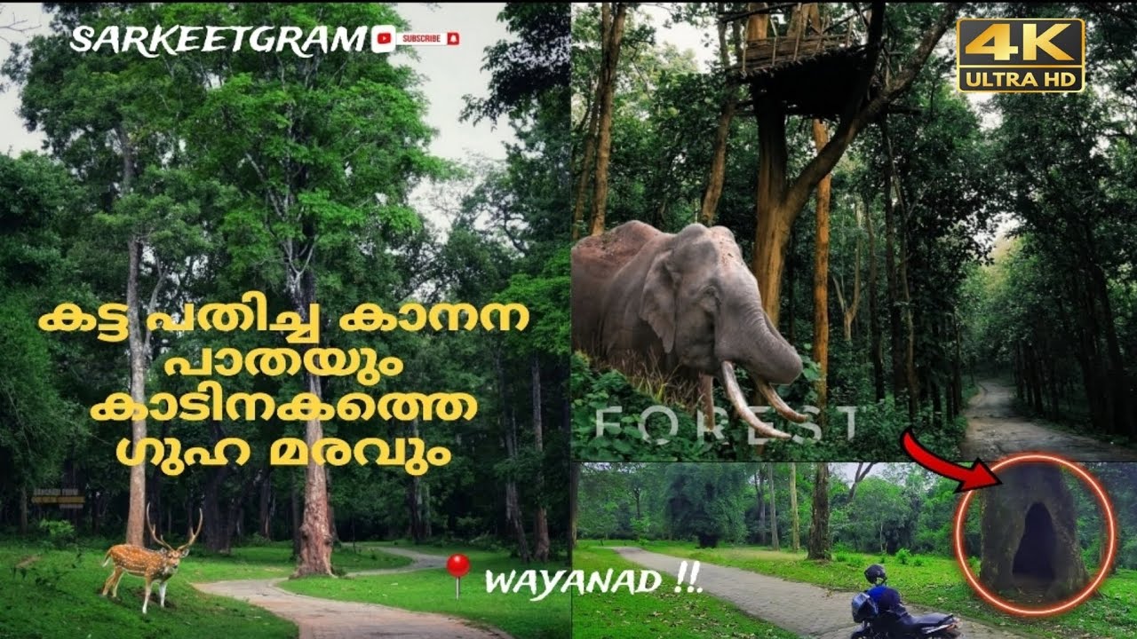 ഇങ്ങിനൊരു  ഗ്രാമപാത വയനാട് ഉള്ളത് അറിയാമോ?...|Madaparamb tree cave forest| pulpally forest.
