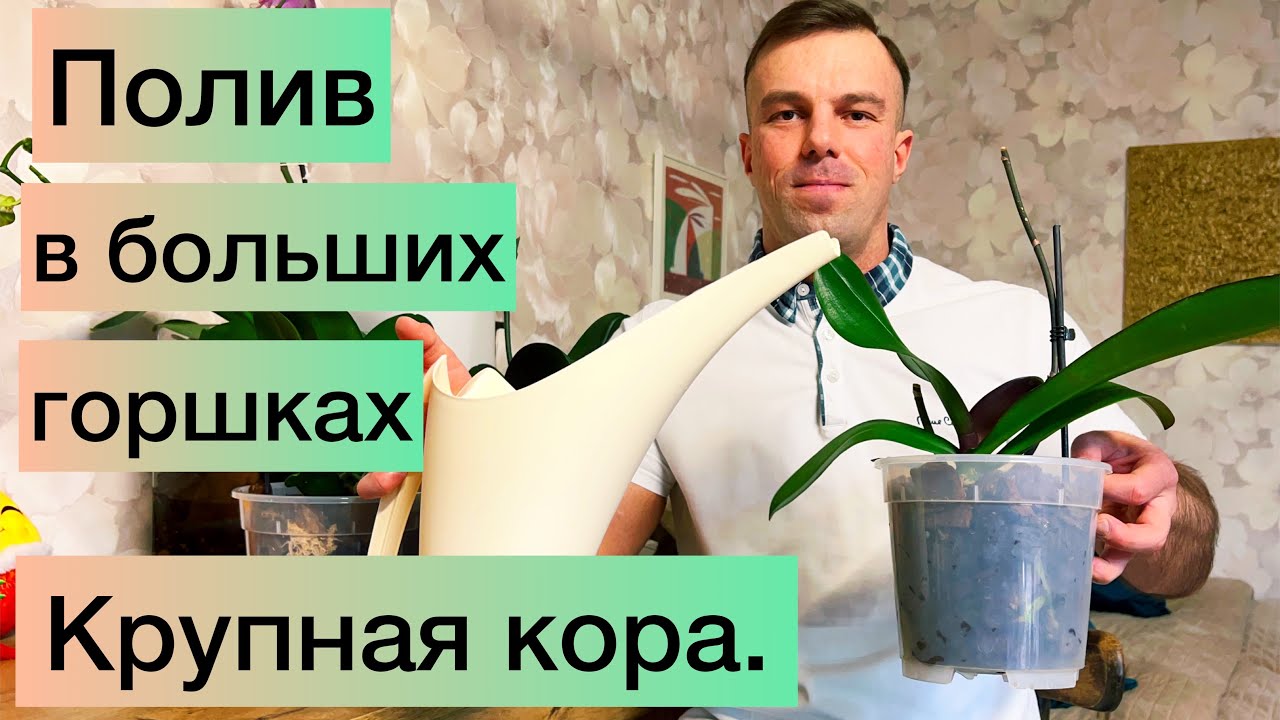 Мой ПОЛИВ ОРХИДЕЙ после ПЕРЕСАДКИ в большие горшки и крупную кору.