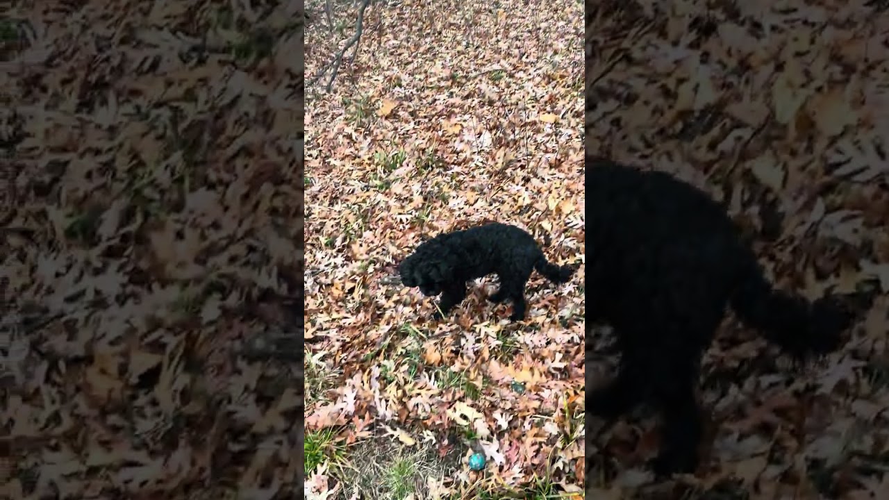 Dog Lovers Will Love This! Barbie the Cavapoo’s Park Walk