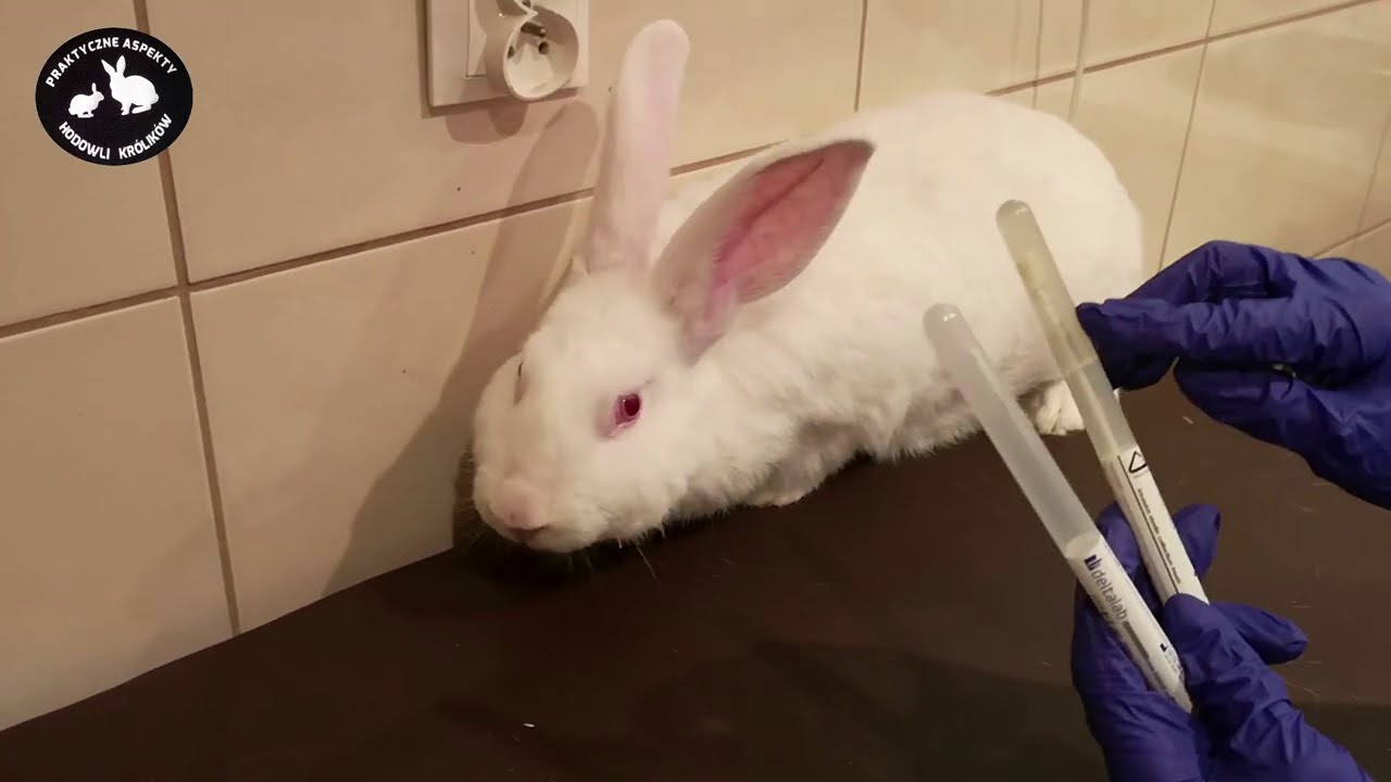 Katar w hodowli królików - duży problem  . Królik za 1000zł jest chory ! Vlog 30- cz.1