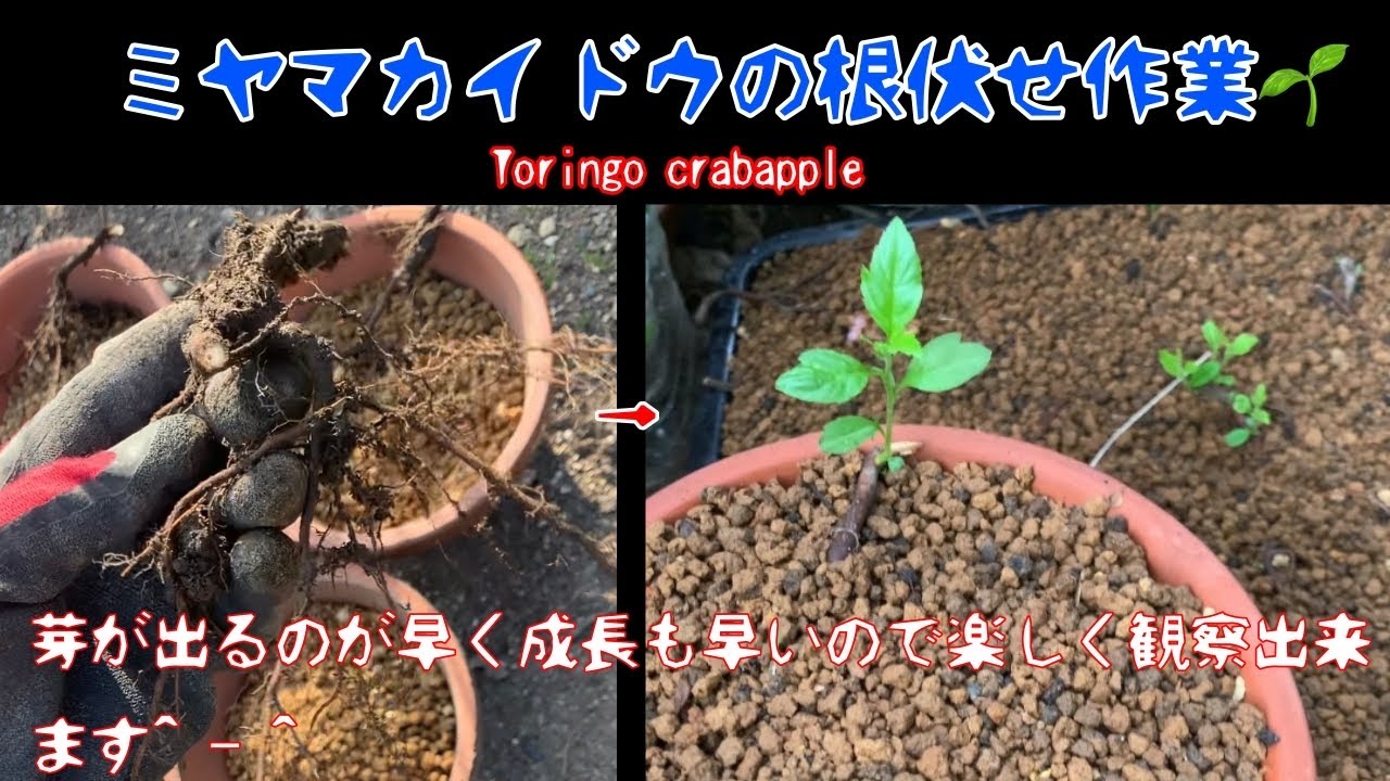 深山カイドウの根伏せ作業^ - ^成長が早く楽しく観察出来ます！ミヤマカイドウ　姫りんご　ズミ　Toringo crabapple 盆栽　BONSAI