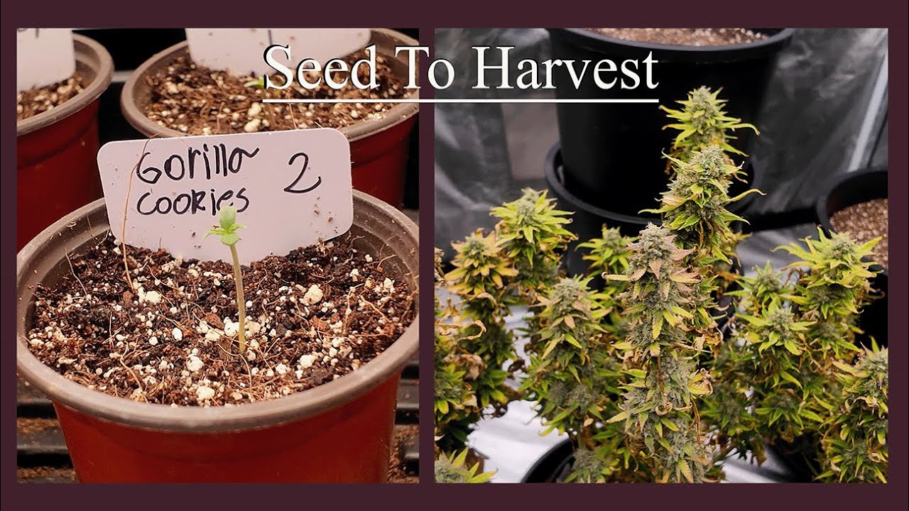 How to Grow Weed Organically Seed to Harvest (Skywalker x Toof decay and Gorilla cookies Autos.)