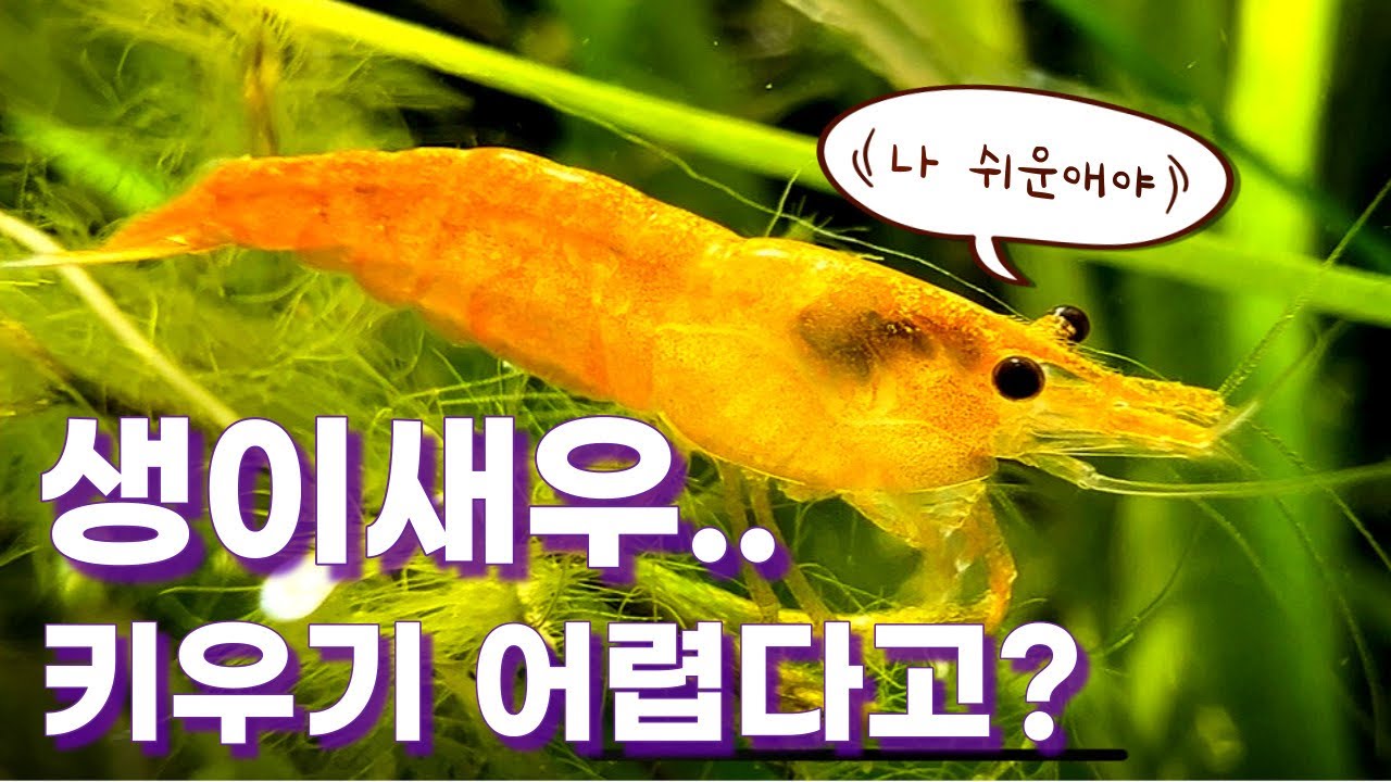 애완새우 키우기 노하우 이 영상만 보시면 됩니다..(합사가능어종, 체리새우 번식, 블루벨벳 수명, 생이새우 먹이)